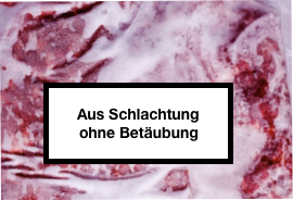 Label «aus Schlachtung ohne Betäubung»